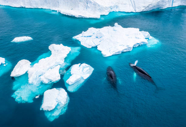 luftaufnahme von zwei buckelwalen in grönland - klimawandel stock-fotos und bilder