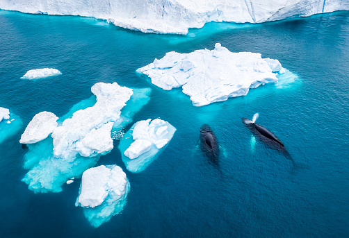 Vista aérea de dos ballenas jorobadas en Groenlandia photo