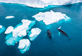 istock Aerial view of two Humpback whales in Greenland 1417311884