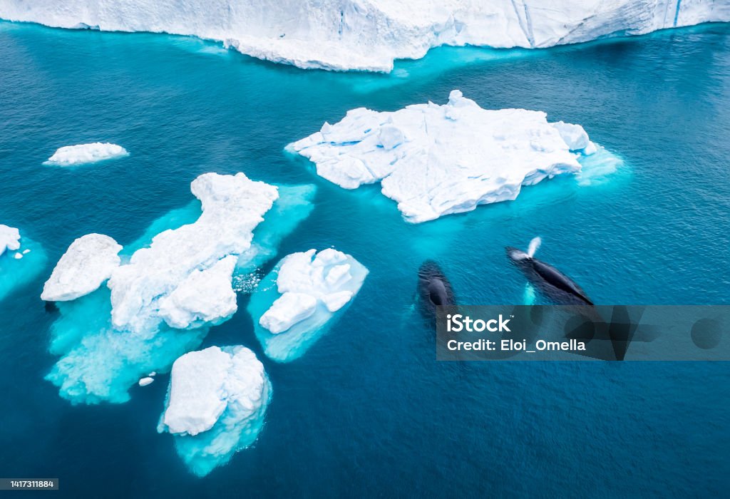 Aerial view of two Humpback whales in Greenland Aerial view of two Humpback whales (Megaptera novaeangliae) spouting and eating in front of an Iceberg at Ilulissat Icefjord, Affected by climate change and global warming, Greenland Climate Change Stock Photo
