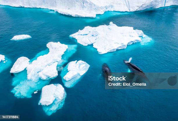 Aerial View Of Two Humpback Whales In Greenland Stock Photo - Download Image Now - Climate Change, Arctic, Greenland