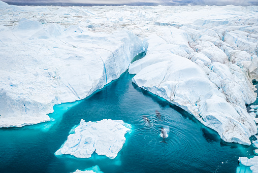 Aerial view of Three Humpback whale mother and calf swimming in the icebergs of  Ilulissat Icefjord. Greenland