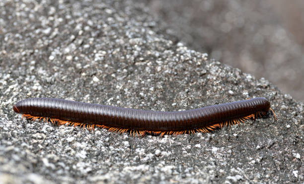 Giant African millipede (Archispirostreptus gigas) Giant African millipede (Archispirostreptus gigas) in La Digue island. Seychelles. giant african millipede stock pictures, royalty-free photos & images