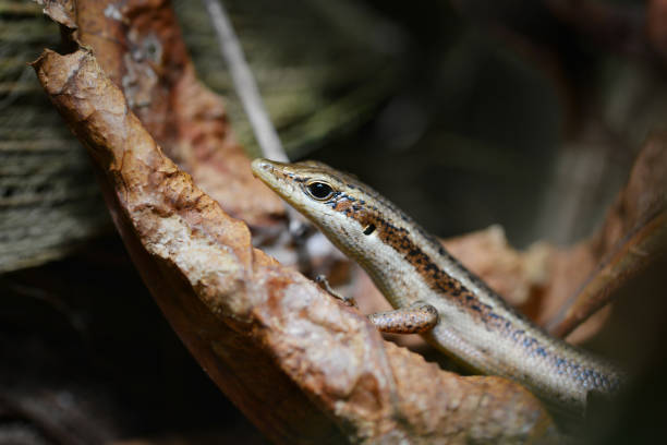 istock The Seychelles skink (Trachylepis seychellensis) 1417313194