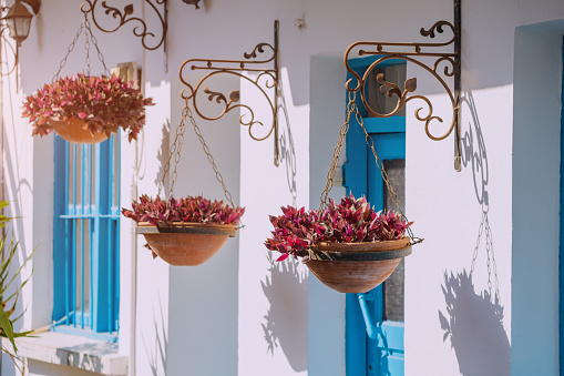 Flowers in pots at the traditional greek whitewashed walls of houses and blue entrance doors. Moody travel detail