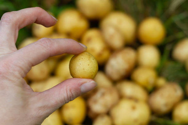 Small potato tubers on the agronomist's hand, poor potato harvest, crop failure stock photo