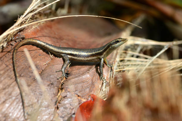 istock The Seychelles skink (Trachylepis seychellensis) 1417314721