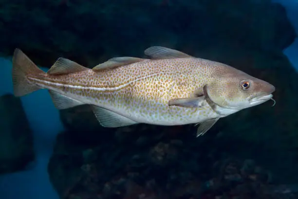 Gadus morhua, pacific Cod, Portrait,close up. Ocean deepwater fish.