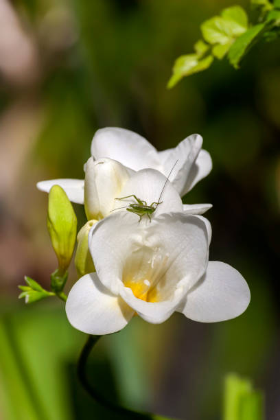 Small grasshopper (Tettigonia cantans) sitting on a white freesia flower close-up on a spring day