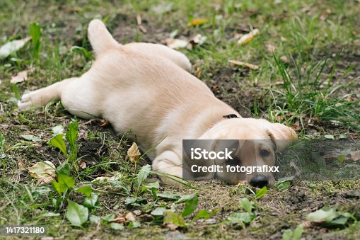 istock cute Labrador Puppy outdoors, looking at camera 1417321180