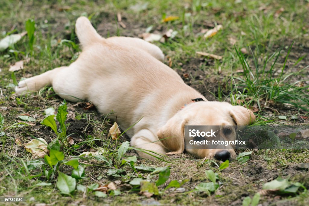 cute Labrador Puppy outdoors, looking at camera Labrador puppy plays in a park Puppy Stock Photo