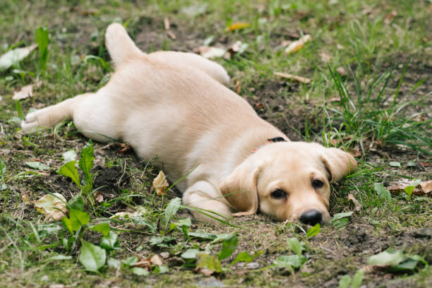 cute Labrador Puppy outdoors, looking at camera stock photo