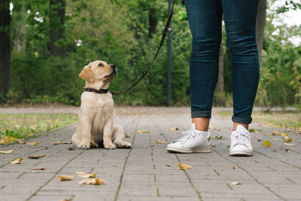 istock Labrador Puppy outdoors heelwork 1417321203