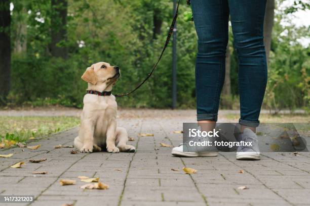 Labrador Puppy Outdoors Heelwork Stock Photo - Download Image Now - Dog, Education, 25-29 Years