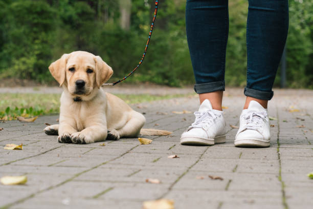 istock Labrador Puppy outdoors heelwork 1417321208
