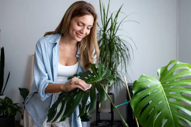 Happy middle aged woman enjoying herself at home while doing some work around the house, watering and cleaning her houseplants