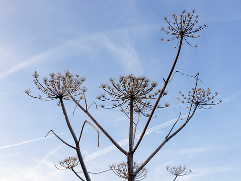 The dried stems of the hogweed in winter.