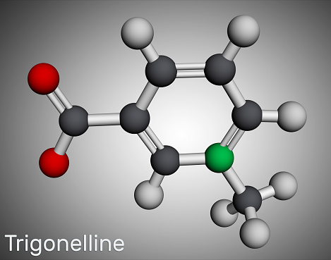 Trigonelline plant alkaloid molecule. It is methylation product of niacin vitamin B3, methylated niacin. Molecular model. 3D rendering. Illustration