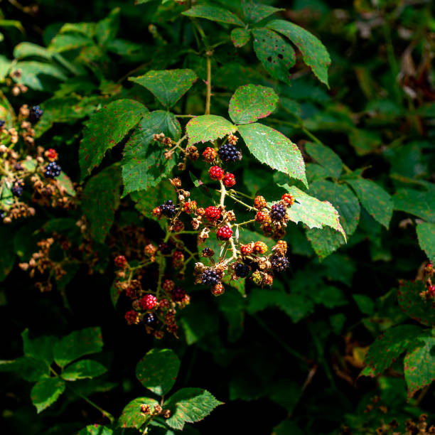 zbliżenie dojrzałych i niedojrzałych jeżyn rosnących (rubus) - raspberry berry vine berry fruit zdjęcia i obrazy z banku zdjęć