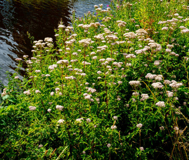 istock Close up of Hemp agrimony (Eupatorium cannabinum) 1417326847