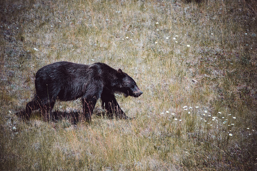 Bear in summer. Kananaskis, Alberta.