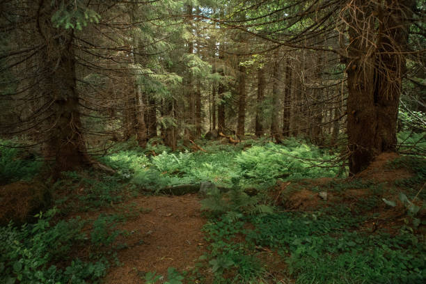 istock beautiful landscape in a forest with stone terrain 1417329347