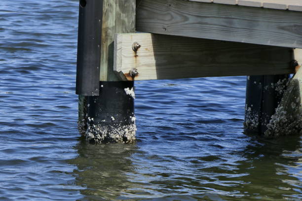 Wooden post supporting a deck with barnacles on the base￼