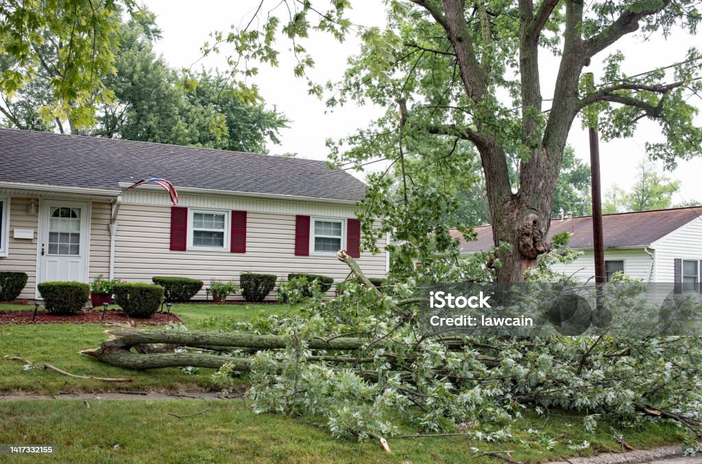 Large Tree Branches Down after Severe Storm Large oak tree branches blown down in front of house in severe storm in Midwest. Branch - Plant Part Stock Photo