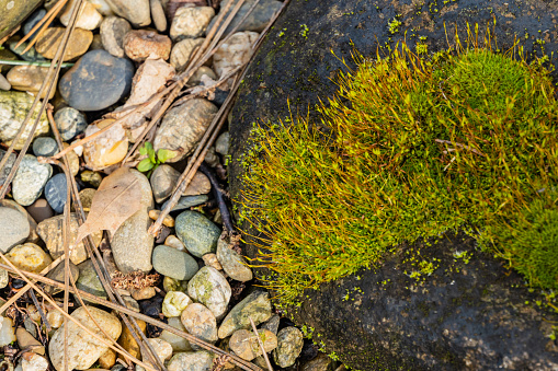 Blooming bright green moss on an old stone. Blurred background of multi-colored stones. Stone Coast of garden pond. Selective focus. Close-up. Nature concept for design