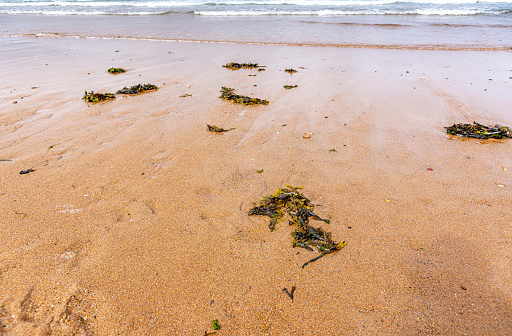 Yellow seaweed branches lay on wet white sand at the beach, top view