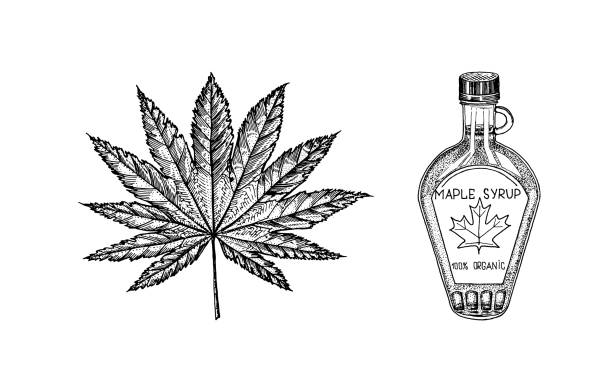 illustrazioni stock, clip art, cartoni animati e icone di tendenza di bottiglia di sciroppo d'acero e foglia. stile di disegno vintage disegnato a mano. pianta o erba. acer platanoides o macrophyllum. - syrup maple leaf leaf maple tree