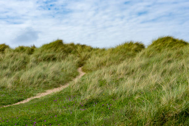 Ynyslas Sand Dunes are part of the Dyfi National Nature Reserve