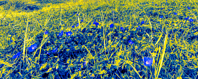 Sand Dunes with wildflowers at Seaton Sluice beach. Heavily post processed to give a painterly effect.