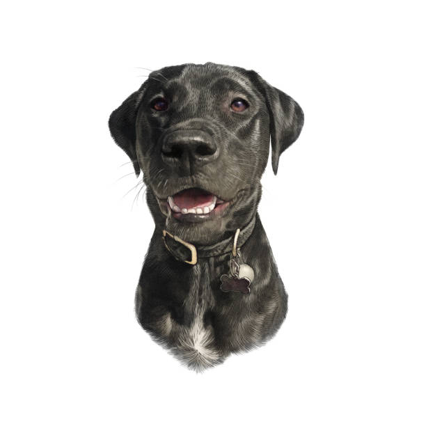 白い背景に分離された黒いラブラドールレトリーバーの肖像画。 - dog black labrador retriever animal nose点のイラスト素材／クリップアート素材／マンガ素材／アイコン素材
