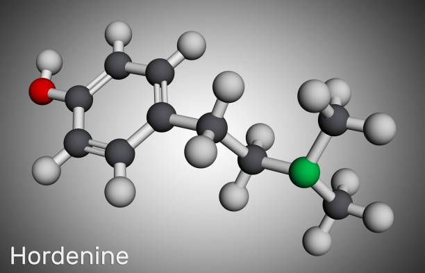 хорденин, класс диметилтирамин, молекула. �это алкалоид фенэтиламин, натуральный продукт. молекулярная модель. 3d рендеринг - phenethylamine stock illustrations
