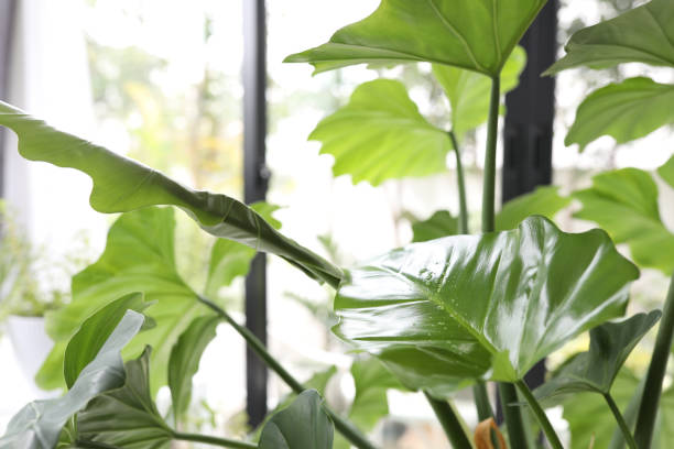 istock Lush Giant leaf indoor plant growing 1417340060