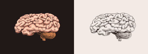 Parálisis Cerebral Ilustraciones - Banco de fotos e imágenes de stock - iStock Parálisis Cerebral Ilustraciones - Banco de fotos e imágenes de stock - iStock