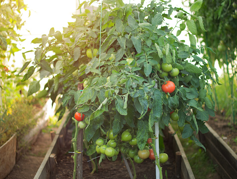 tomatoes ripen in a greenhouse in the country