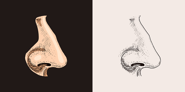 Human nose. Sense organ anatomy illustration. engraved hand drawn in old sketch and vintage style. face detailed. Vector illustration