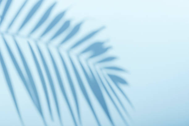 istock Palm shadow on an empty blue wall. Tropical sunny background for presentation of beauty products, spa, cosmetics. Overlay effect. 1417342870