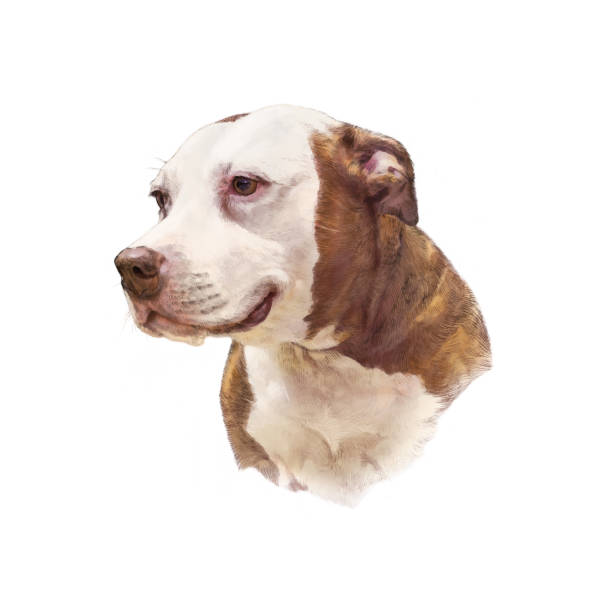 istock American Staffordshire Terrier dog isolated on white background 1417343822