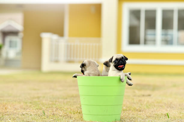 Man holding his pug