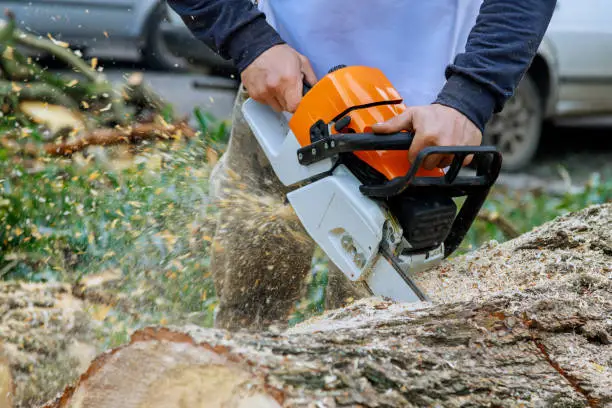 Photo of After a violent storm, a worker cuts down an uprooted tree with a chainsaw