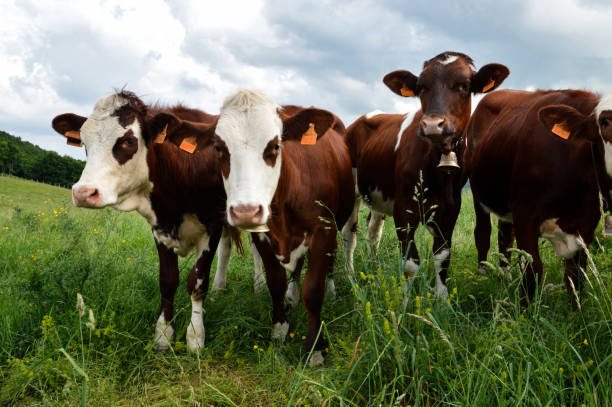 istock Abondance calf 1417345750