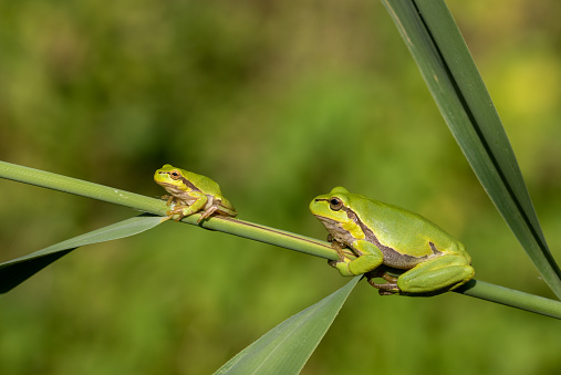 Two european tree frogs (Hyla arborea) sitting on reed.