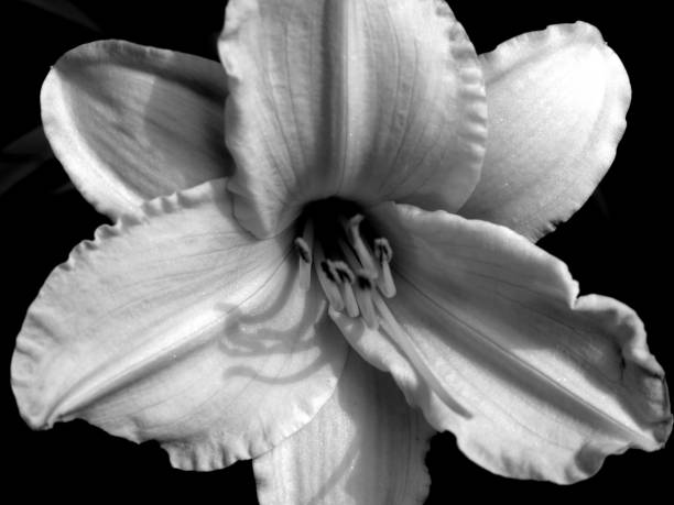 istock Lily flower in bloom 1417348290
