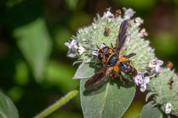 A Thick-headed fly gathers pollen from a flower of  Clustered Mountainmint in summer in the Laurentian forest.