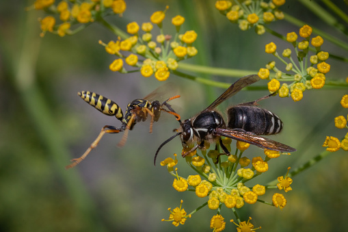 Image of a small brown paper wasp (Ropalidia revolutionalis) and wasp nest on nature background. Insect Animal