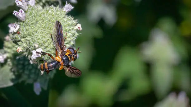 A Thick-headed fly gathers pollen from a flower of  Clustered Mountainmint in summer in the Laurentian forest.
