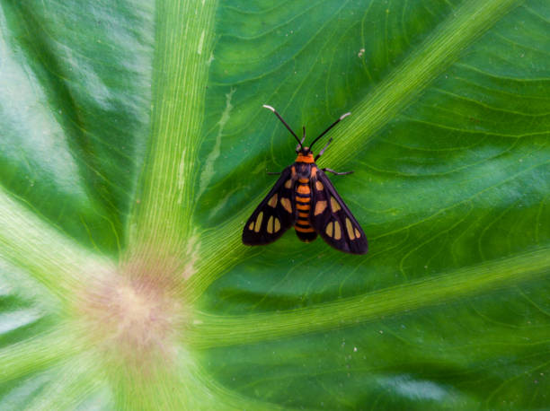 istock Planthopper on green taro leaves 1417350096